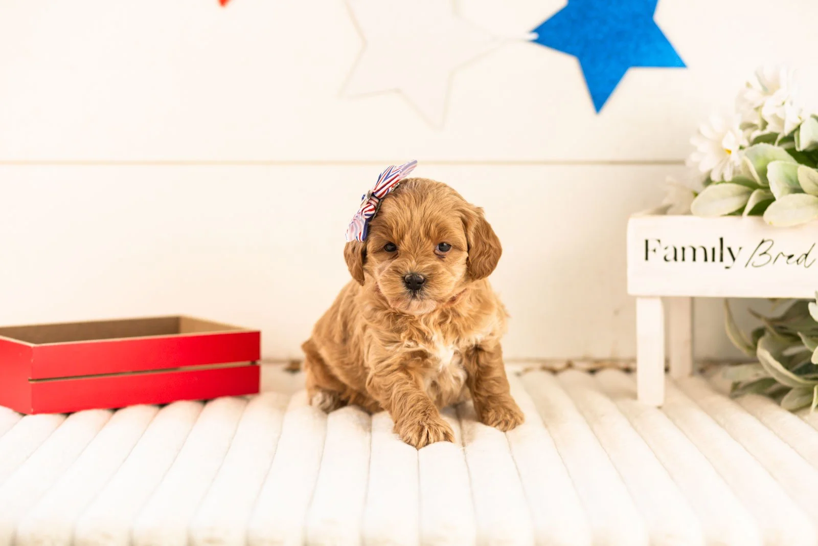 sapphire goldendoodle for sale(1).jpg