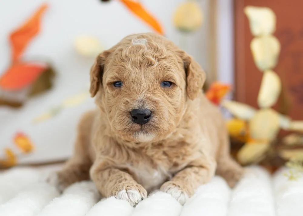 Mint Chip goldendoodle for sale(1).jpg