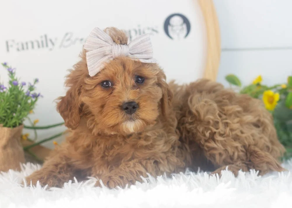 Carol goldendoodle for sale(3).jpg