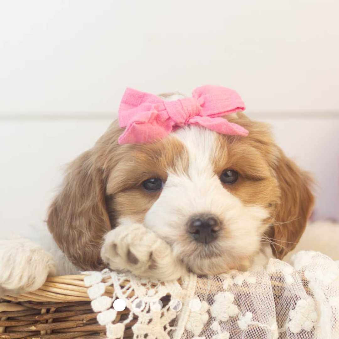 Copy of FBP Design.png