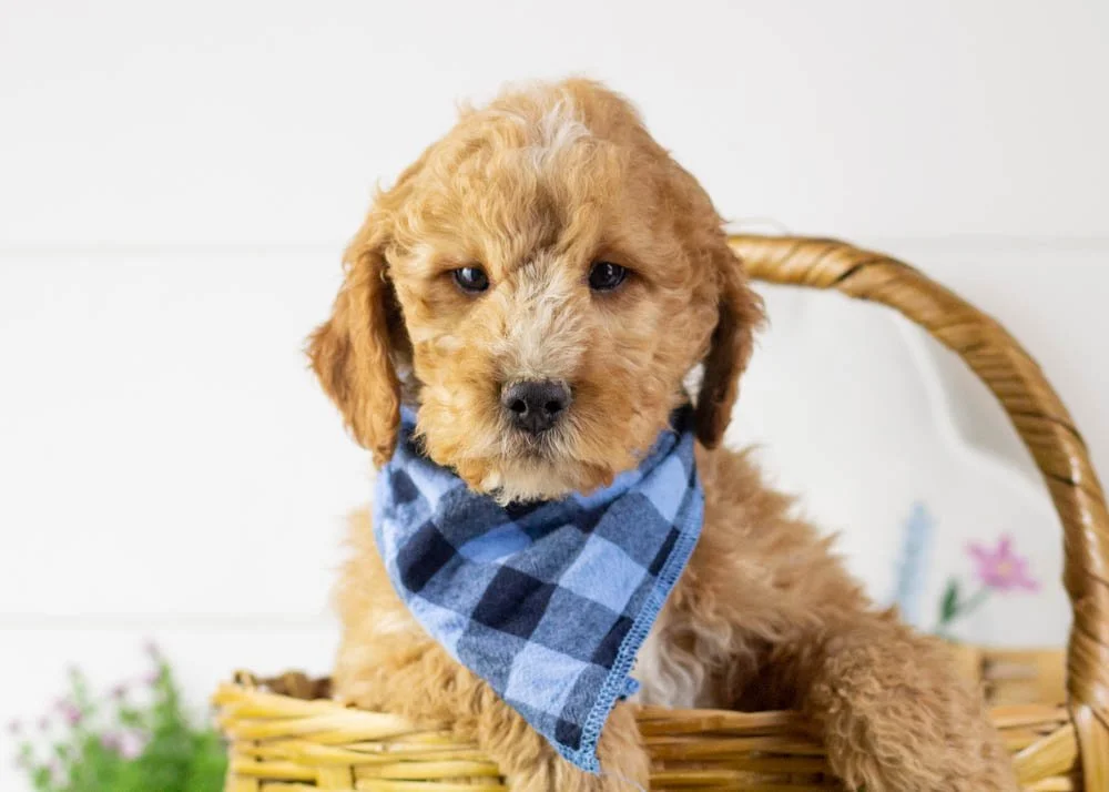 goldendoodle for sale