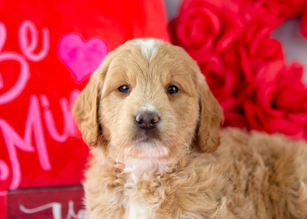 Snare goldendoodle for sale(2).jpg