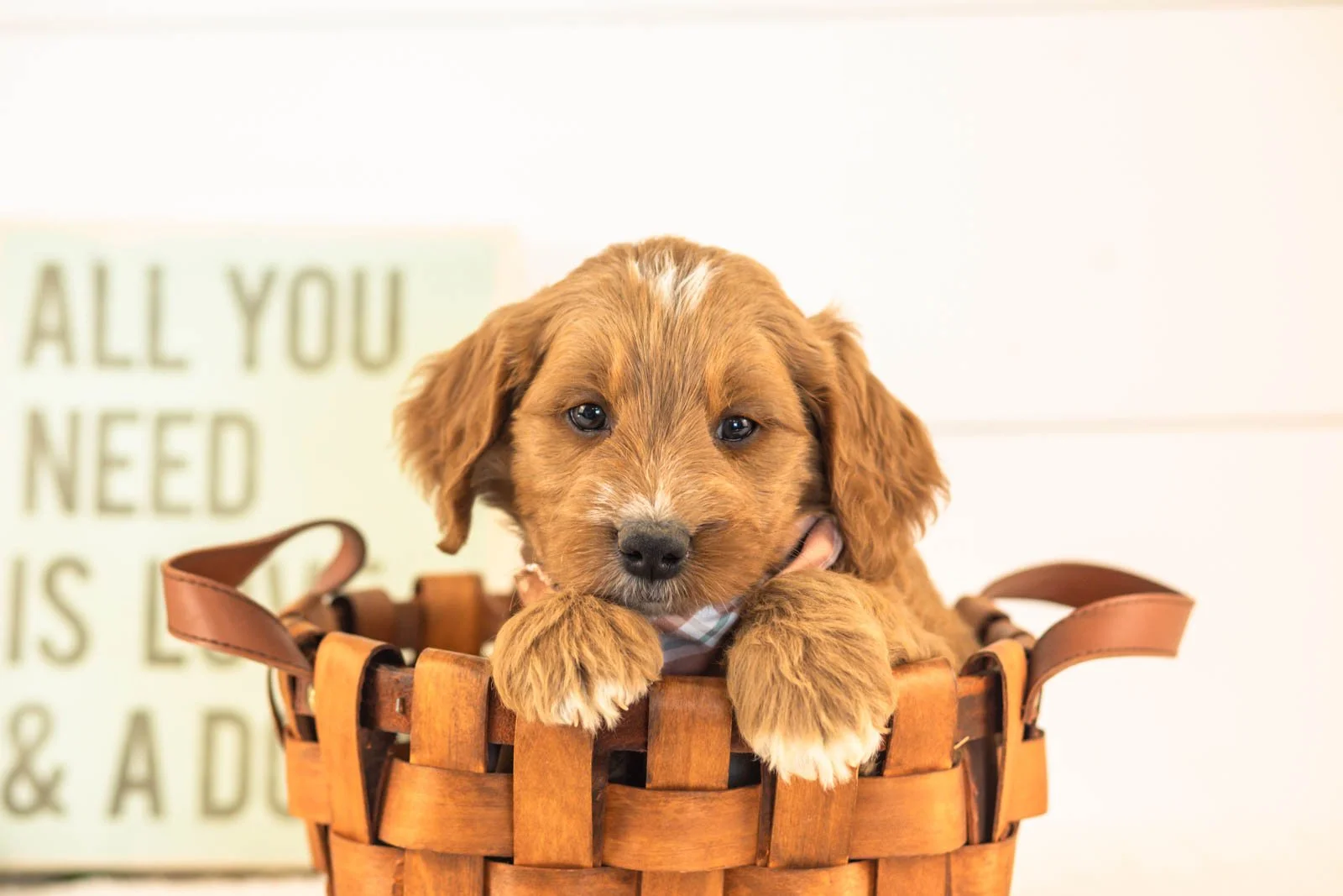 Otis goldendoodle for sale(4).jpg