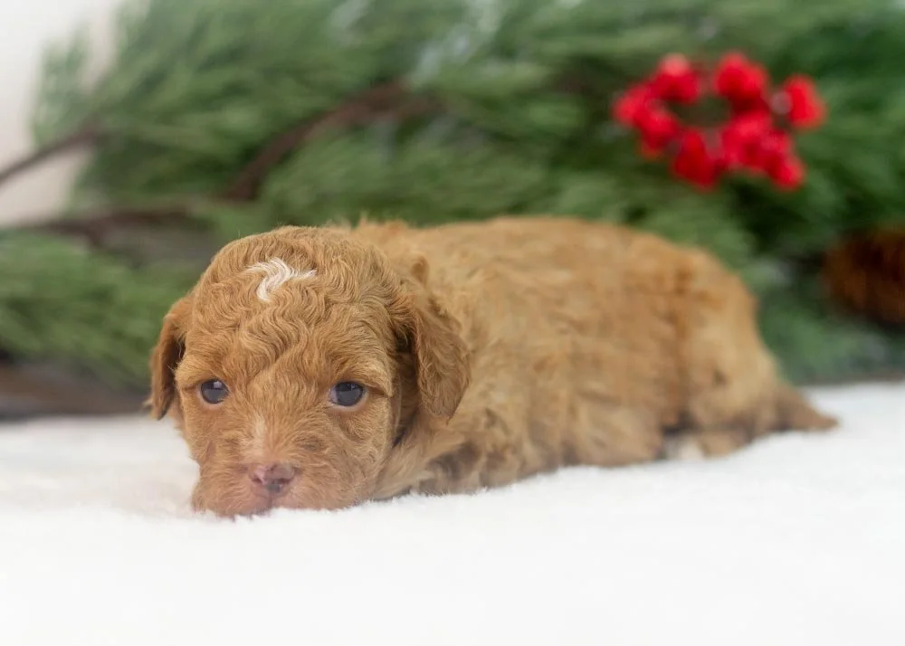 Peach goldendoodle for sale.jpg