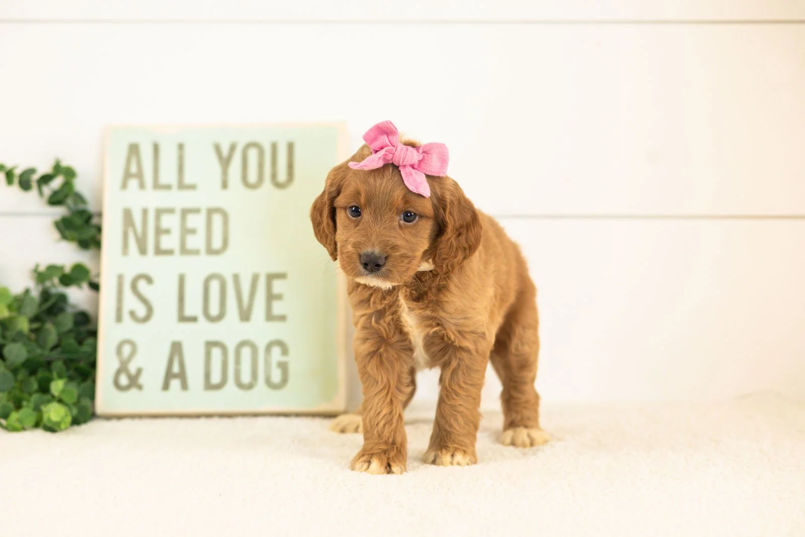 Ember goldendoodle for sale(2).jpg