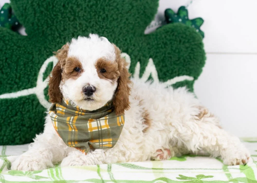 Mustang goldendoodle for sale.jpg