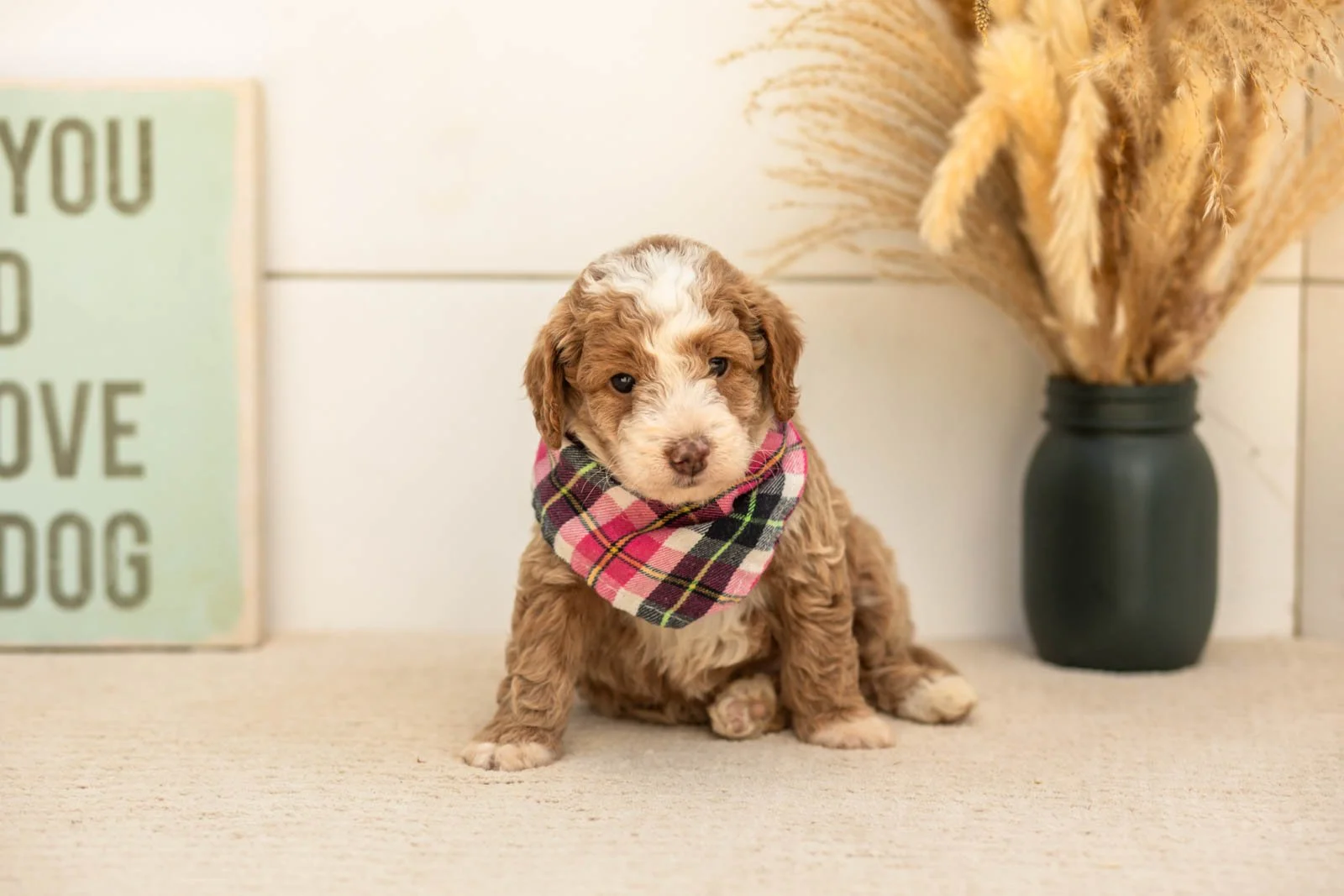 Cardinal goldendoodle for sale(3).jpg