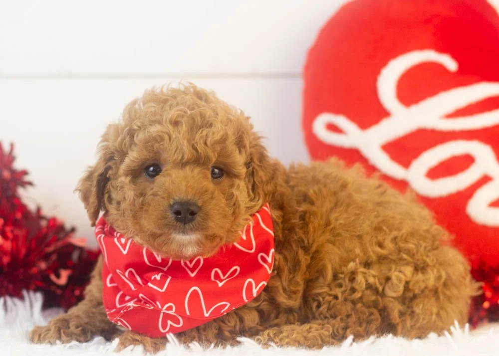 Vinnie goldendoodle for sale(3).jpg