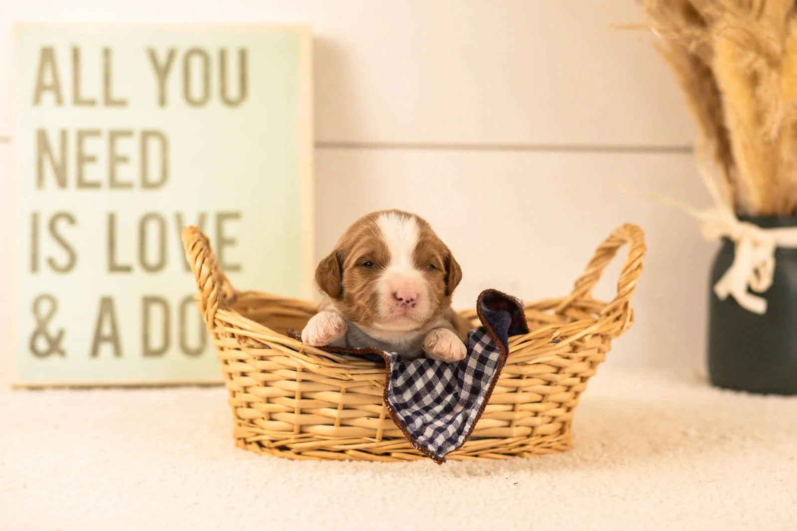 white sox goldendoodle for sale(3).jpg