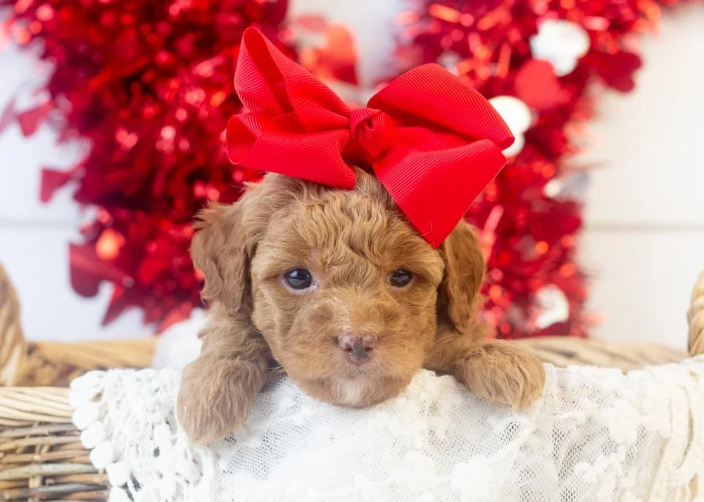 L Bontrager 12-15-25 Peach 2.18-4.jpg