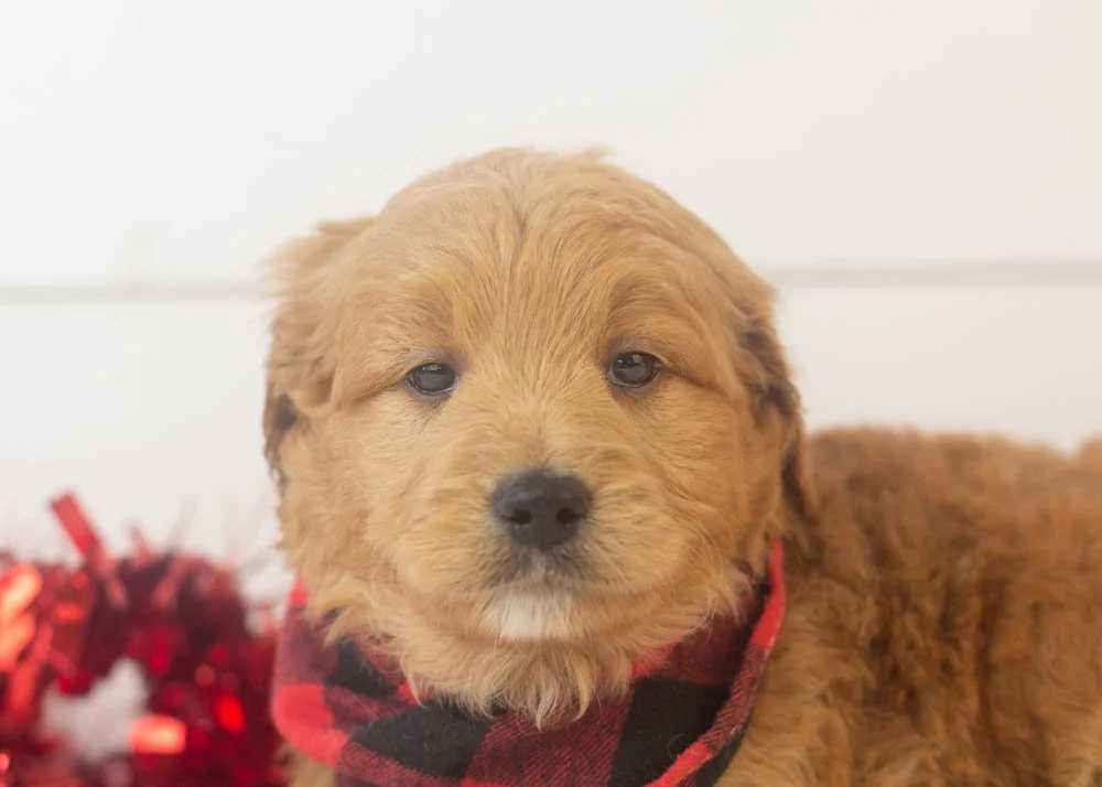 Rolo goldendoodle for sale(3).jpg