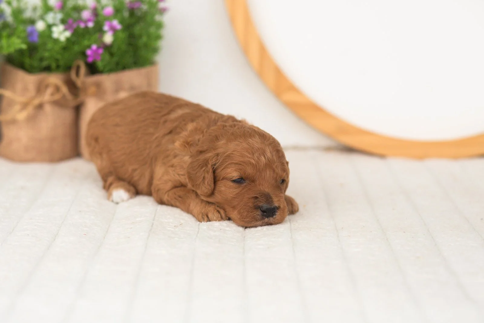 Starlet goldendoodle for sale(1).jpg