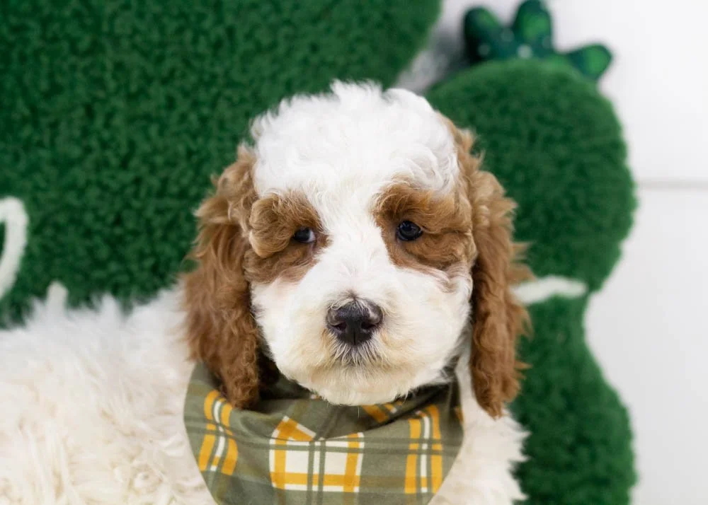 Mustang goldendoodle for sale(2).jpg