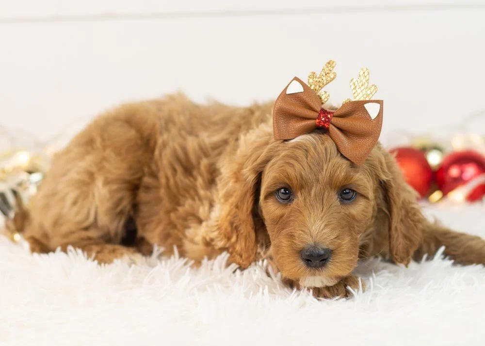 Jazz goldendoodle for sale(1).jpg