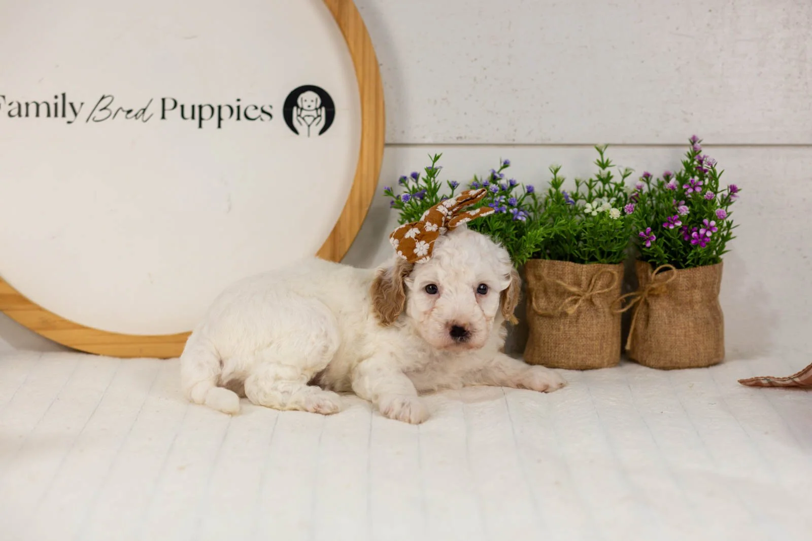 Marcia goldendoodle for sale(3).jpg