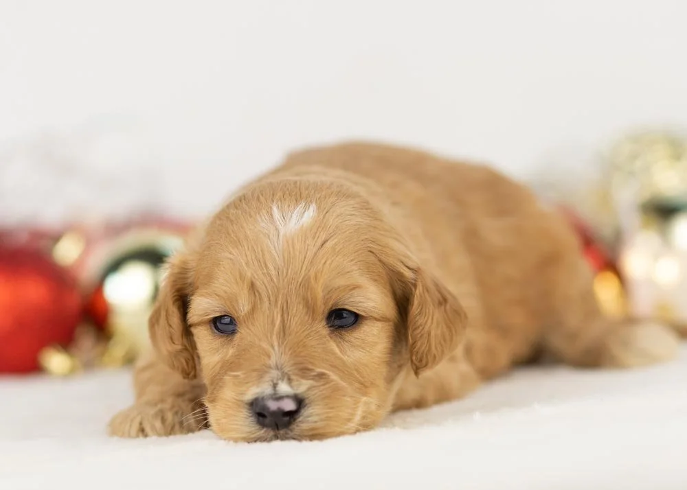 Beau goldendoodle for sale(3).jpg