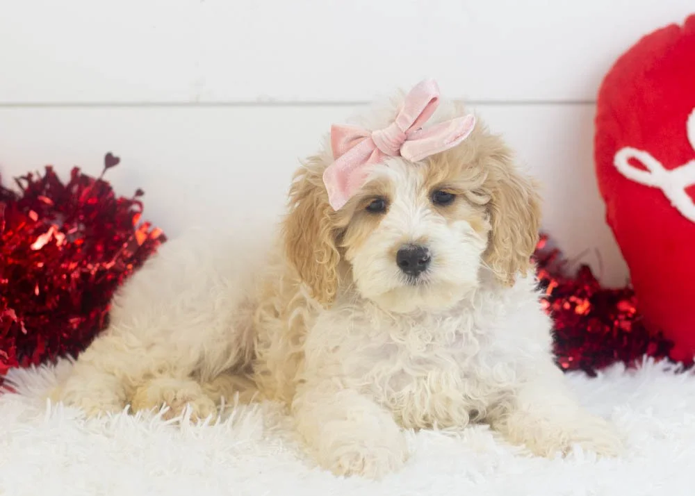 Honey goldendoodle for sale(3).jpg