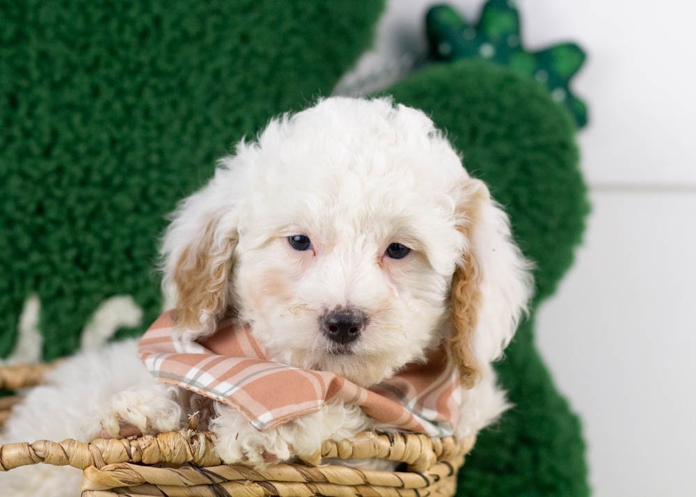 Bentley goldendoodle for sale(1).jpg