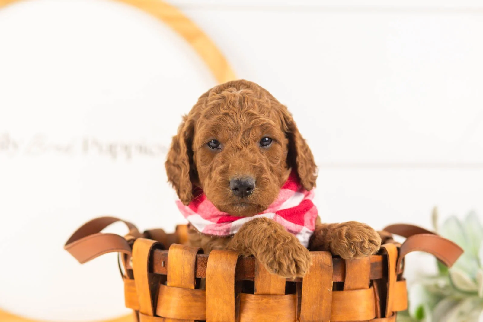 Zion goldendoodle for sale(3).jpg