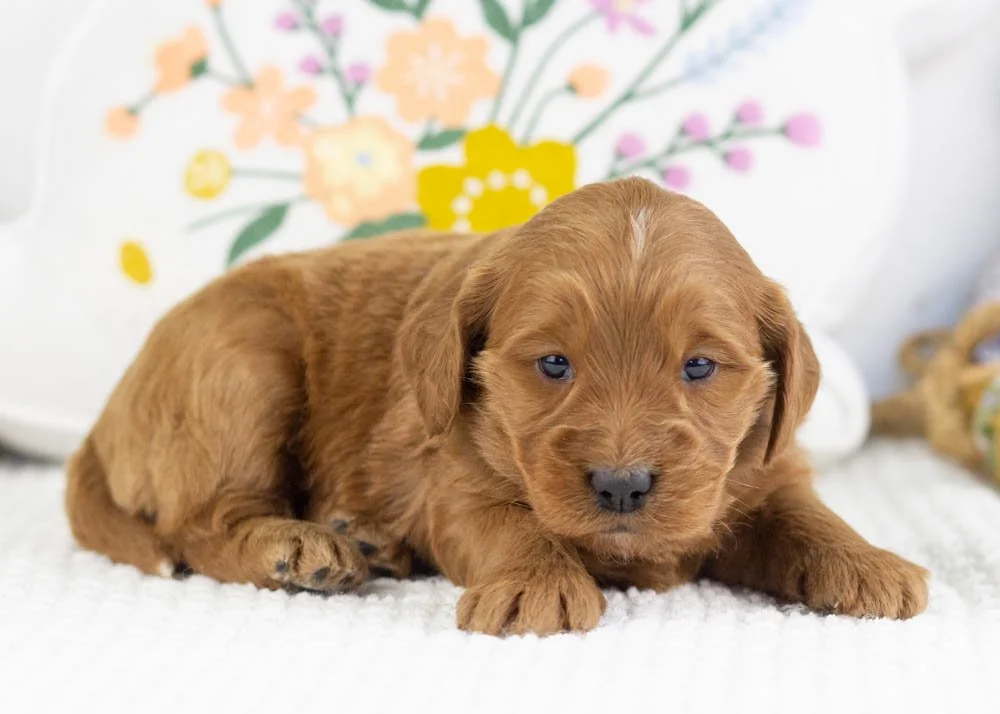 Versace goldendoodle for sale.jpg