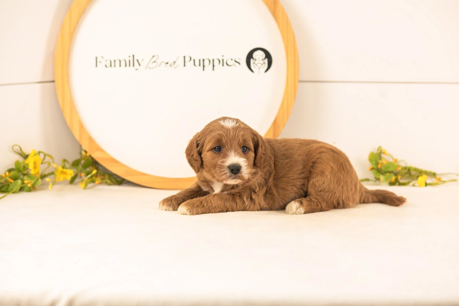 Opal goldendoodle for sale.jpg