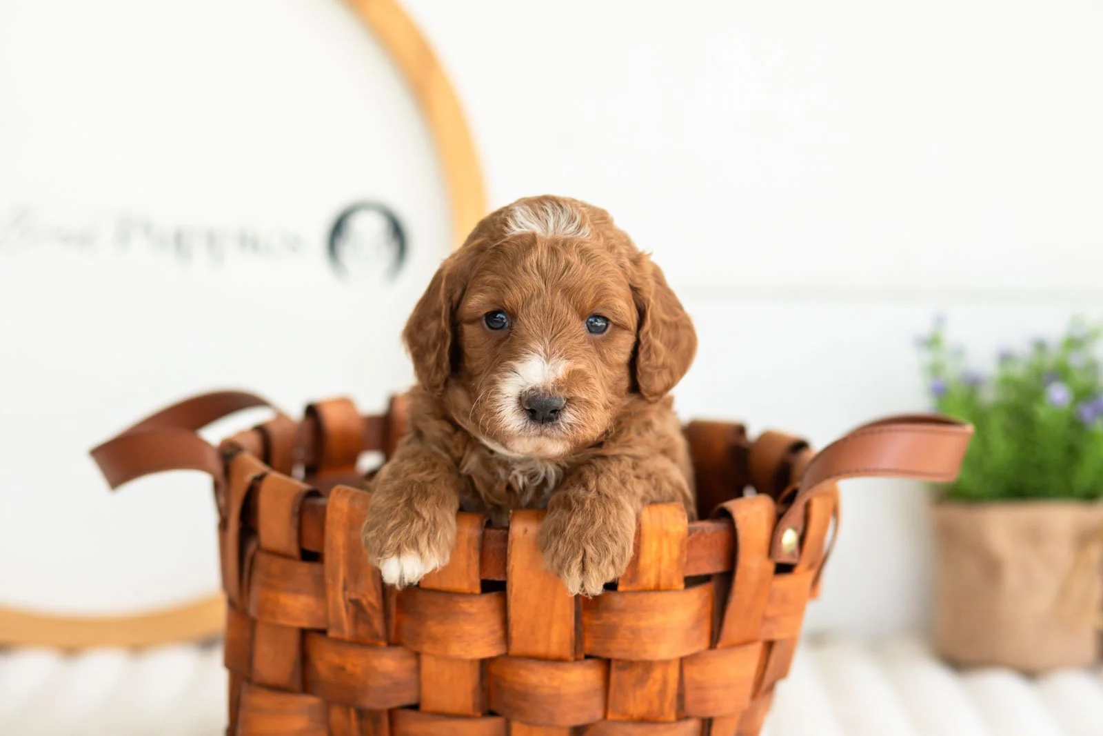 Kai goldendoodle for sale(3).jpg