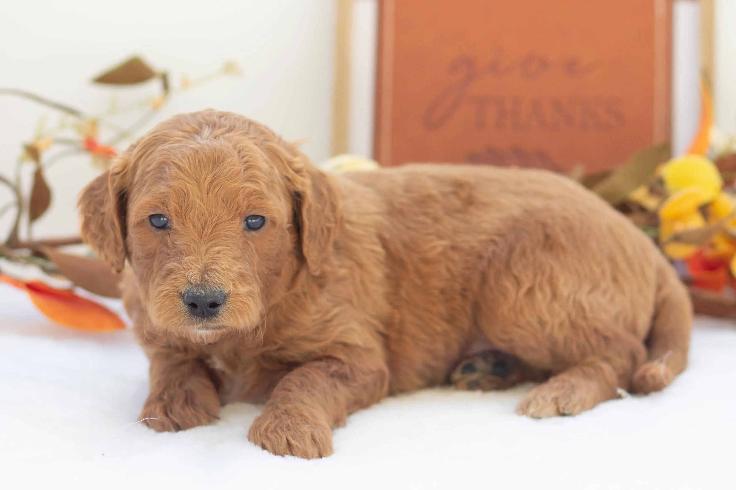 pie goldendoodle for sale.jpg