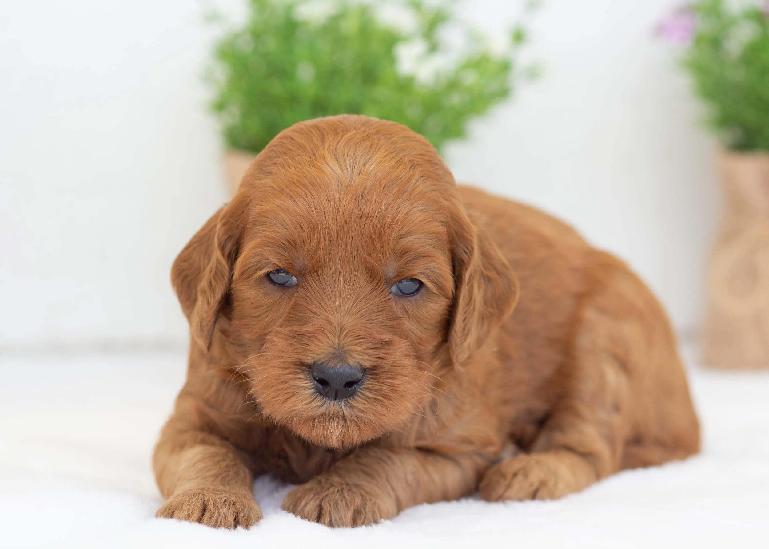 Tee goldendoodle for sale5.jpg