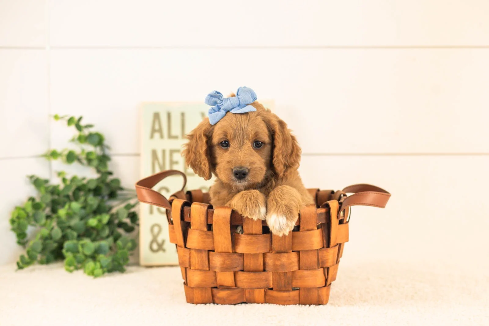 Odessa goldendoodle for sale(4).jpg