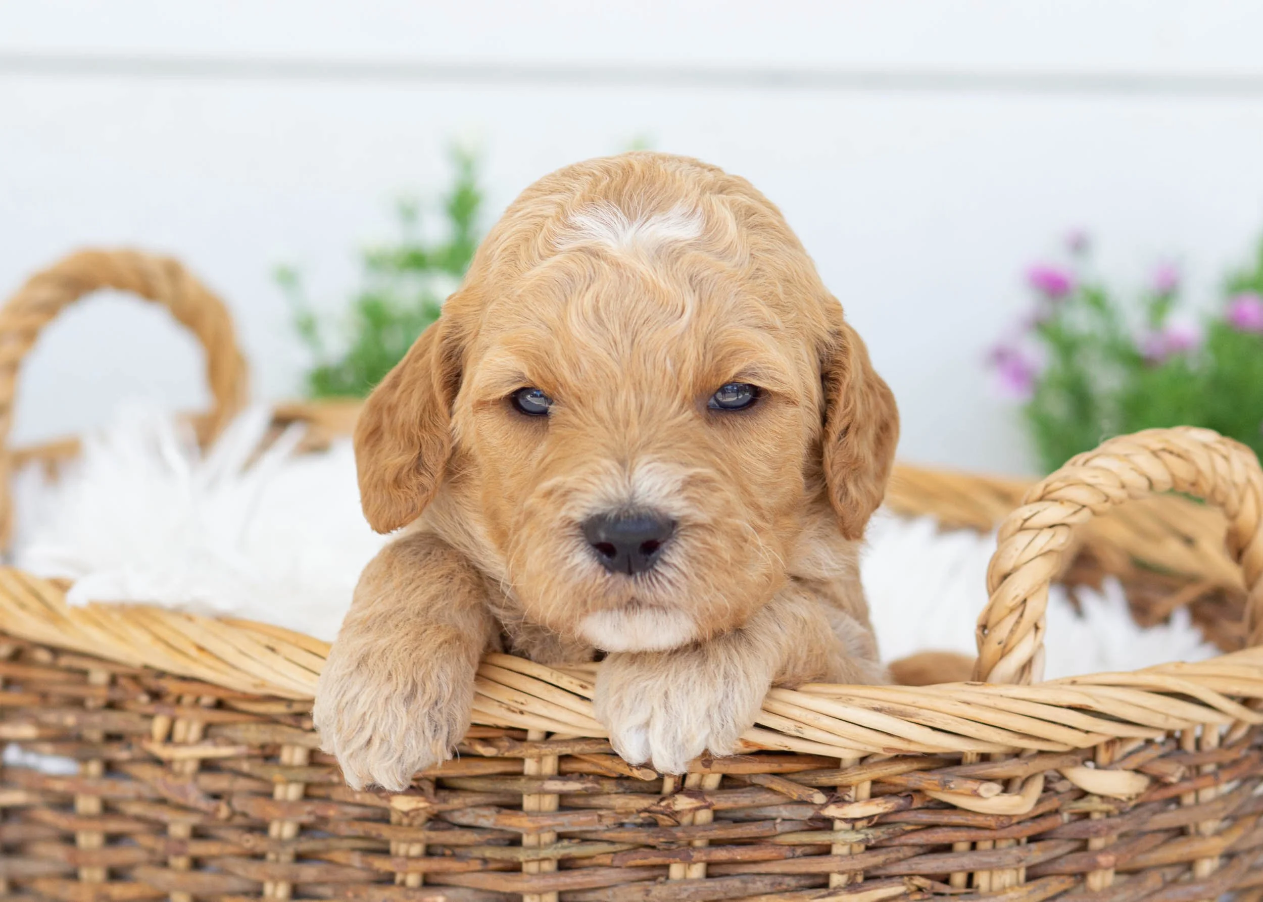 Par goldendoodle for sale3.jpg