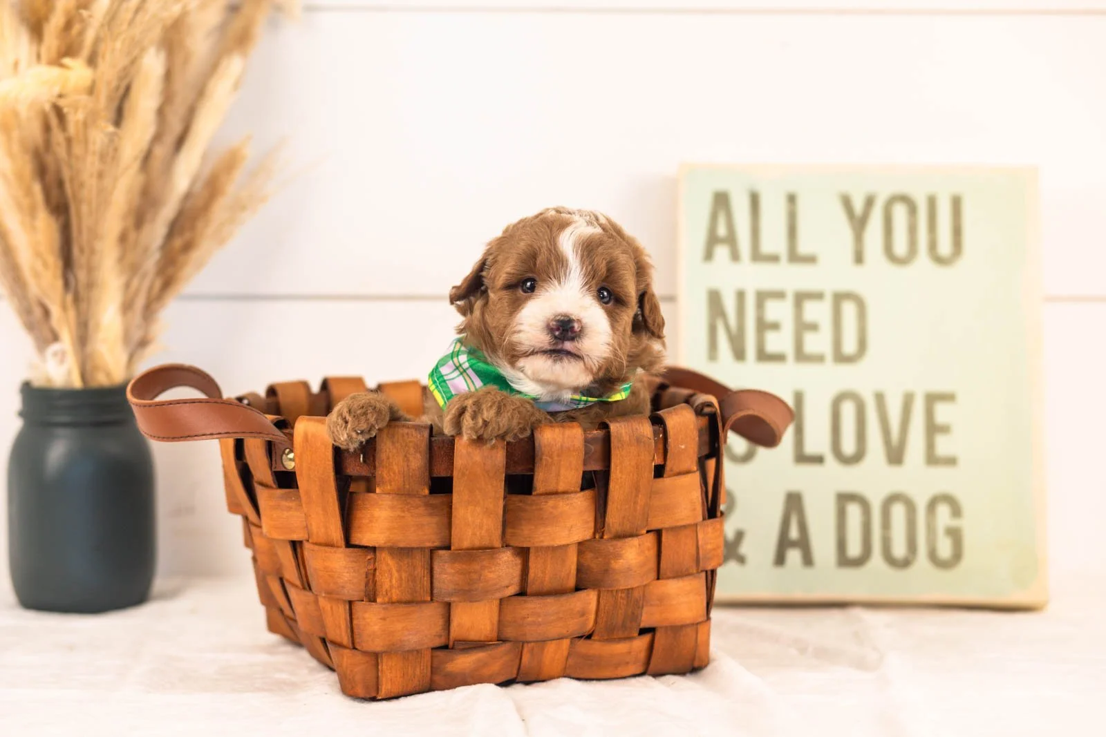 Inigo goldendoodle for sale(1).jpg