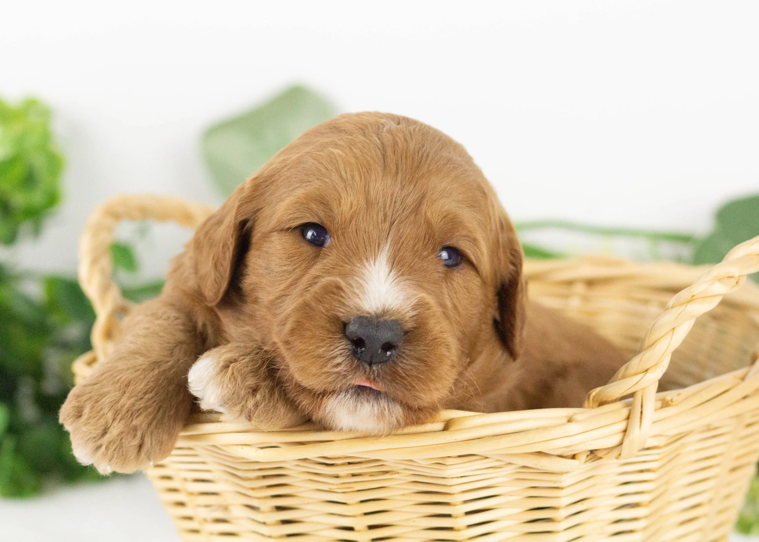 Cardinal goldendoodle for sale.jpg