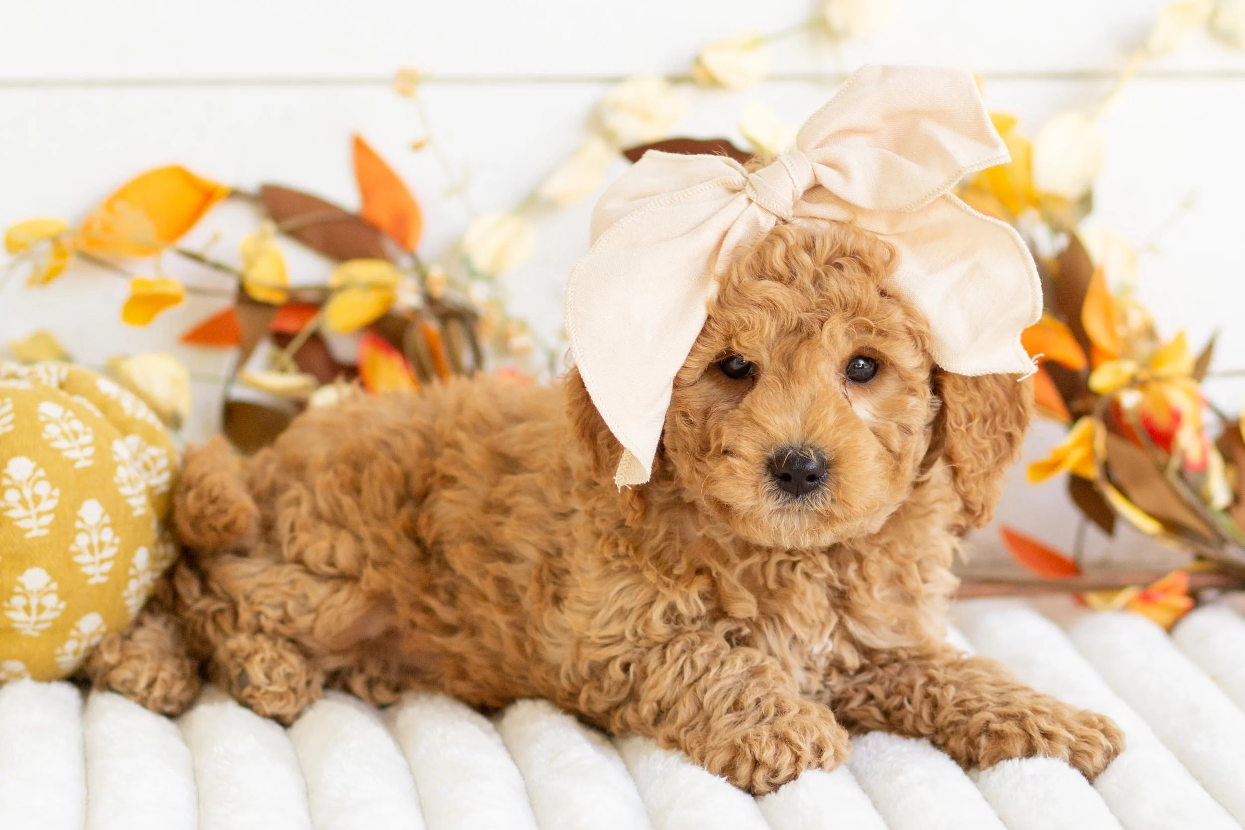 Bella goldendoodle for sale(1).jpg