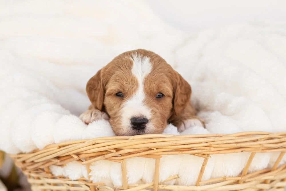 yam goldendoodle for sale(1).jpg