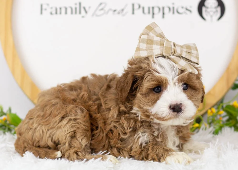 Violet goldendoodle for sale(1).jpg