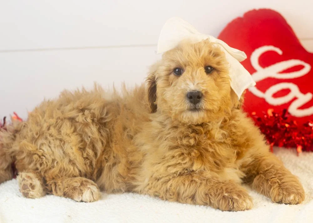 fox goldendoodle for sale.jpg