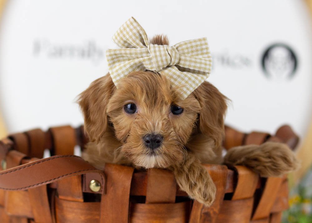 Doug 12-20-25 Eleven 2. 3oz.jpg