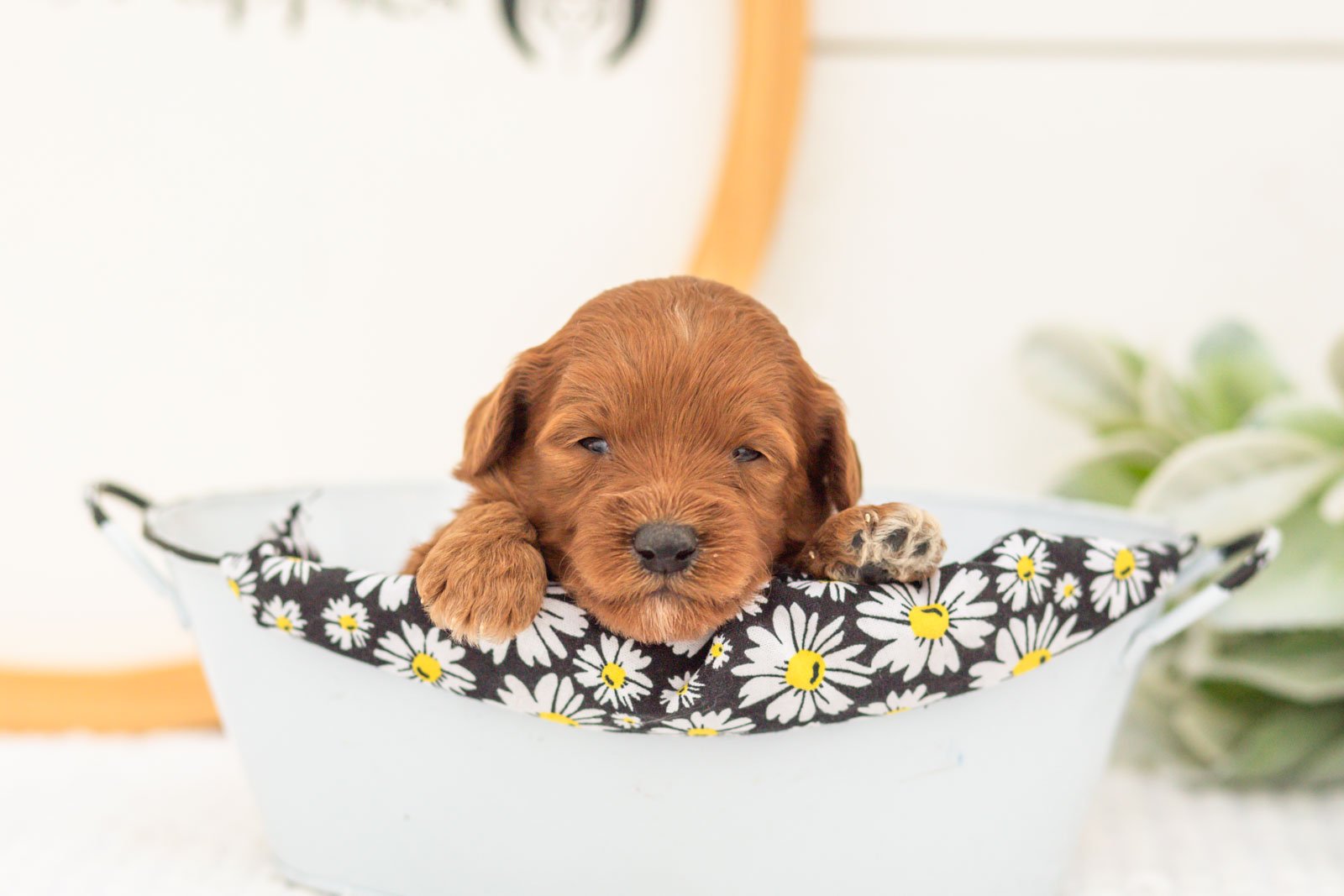 Verity goldendoodle for sale(4).jpg