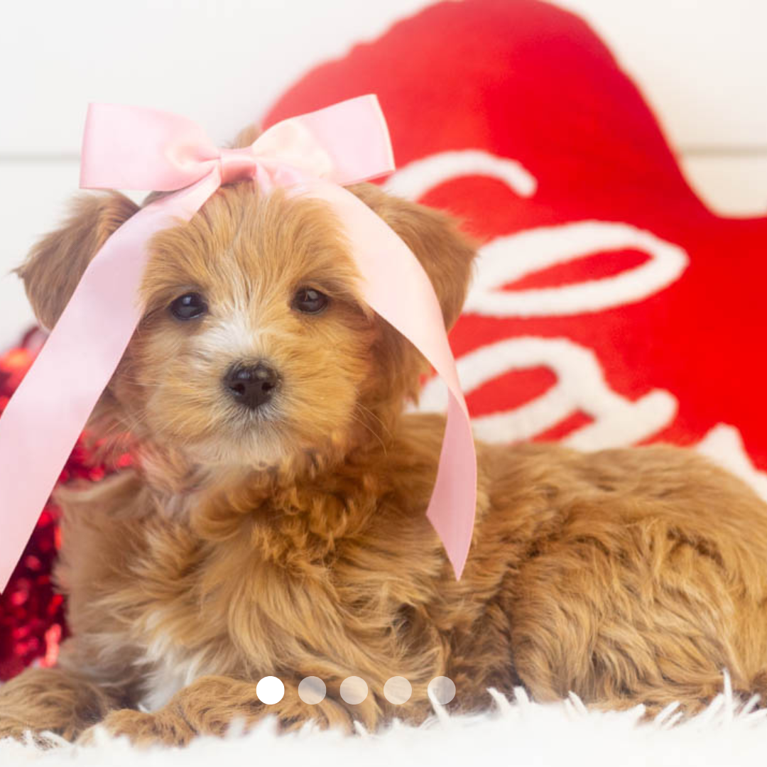 Copy of FBP Design.png