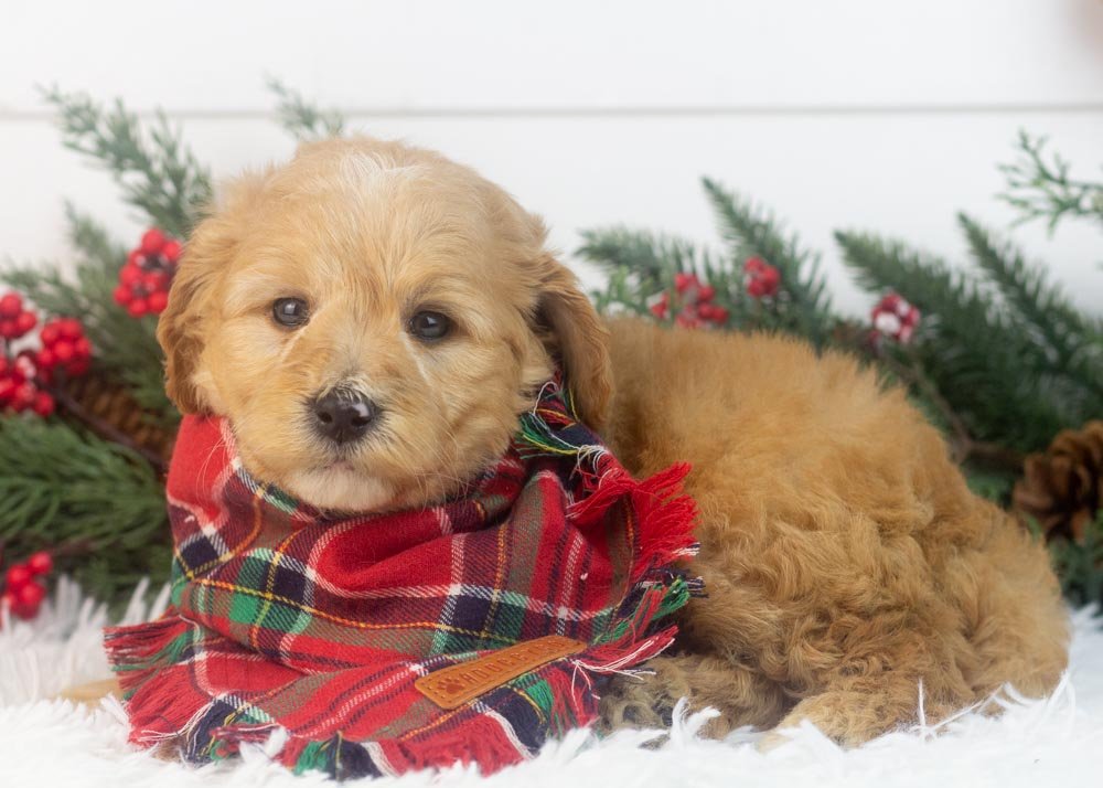 beau goldendoodle for sale.jpg