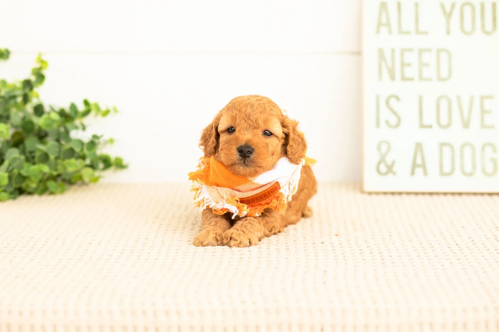 Corduroy goldendoodle for sale(3).jpg