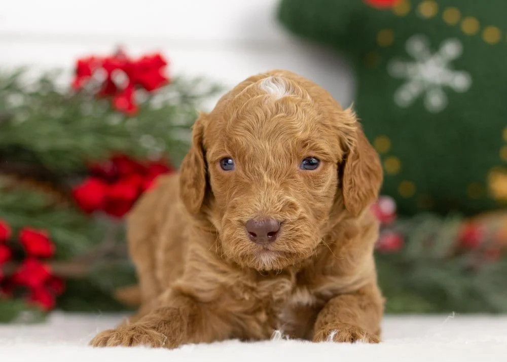 goldendoodle for sale
