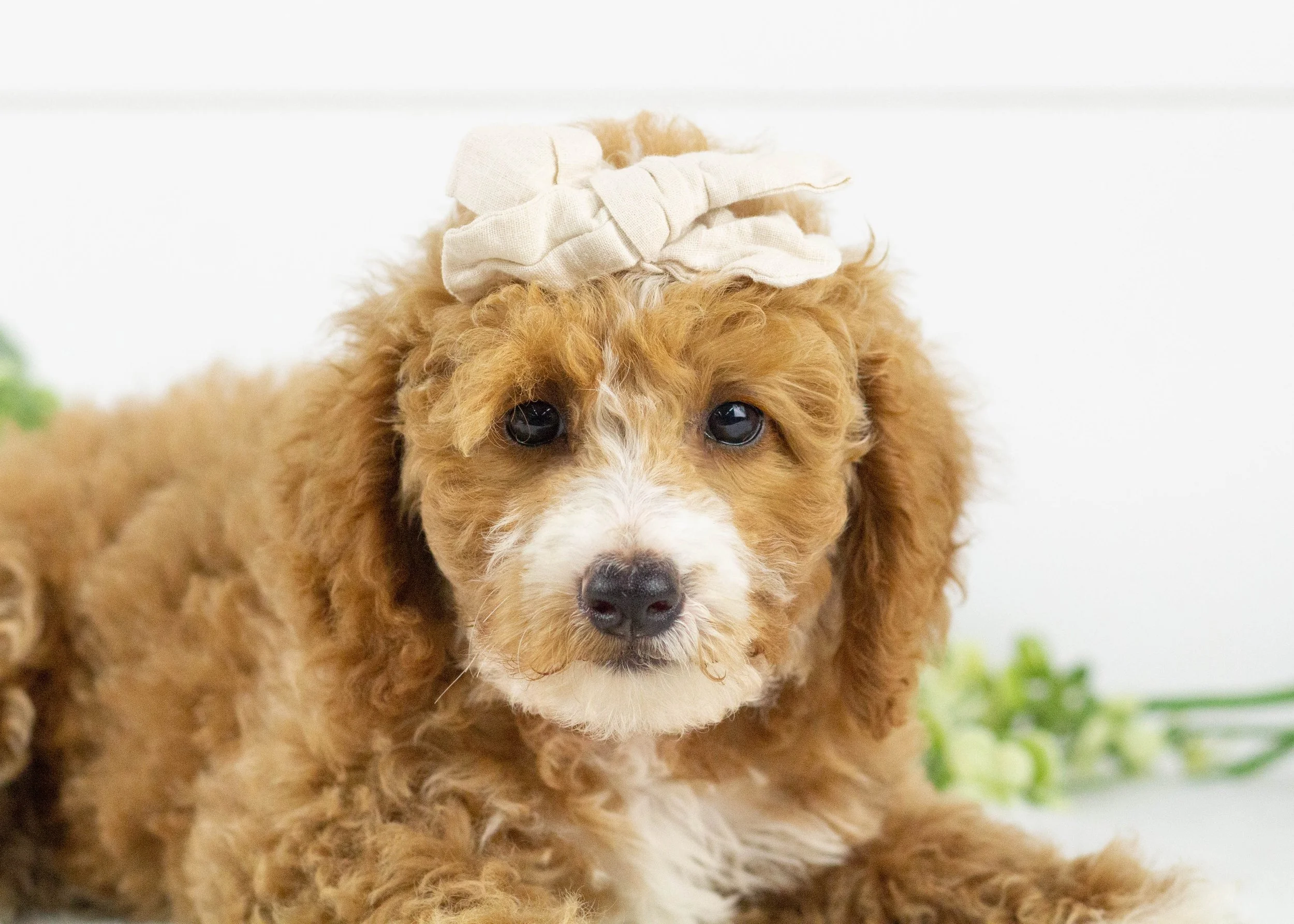 Tina Goldendoodle for sale(2).jpg