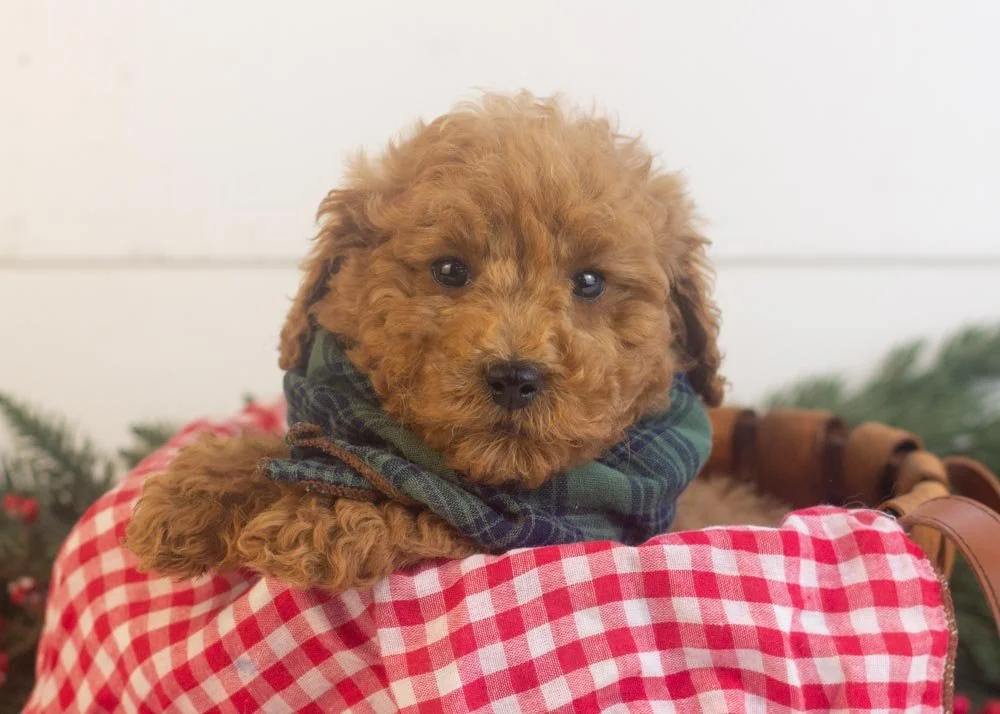 Bear goldendoodle for sale(1).jpg