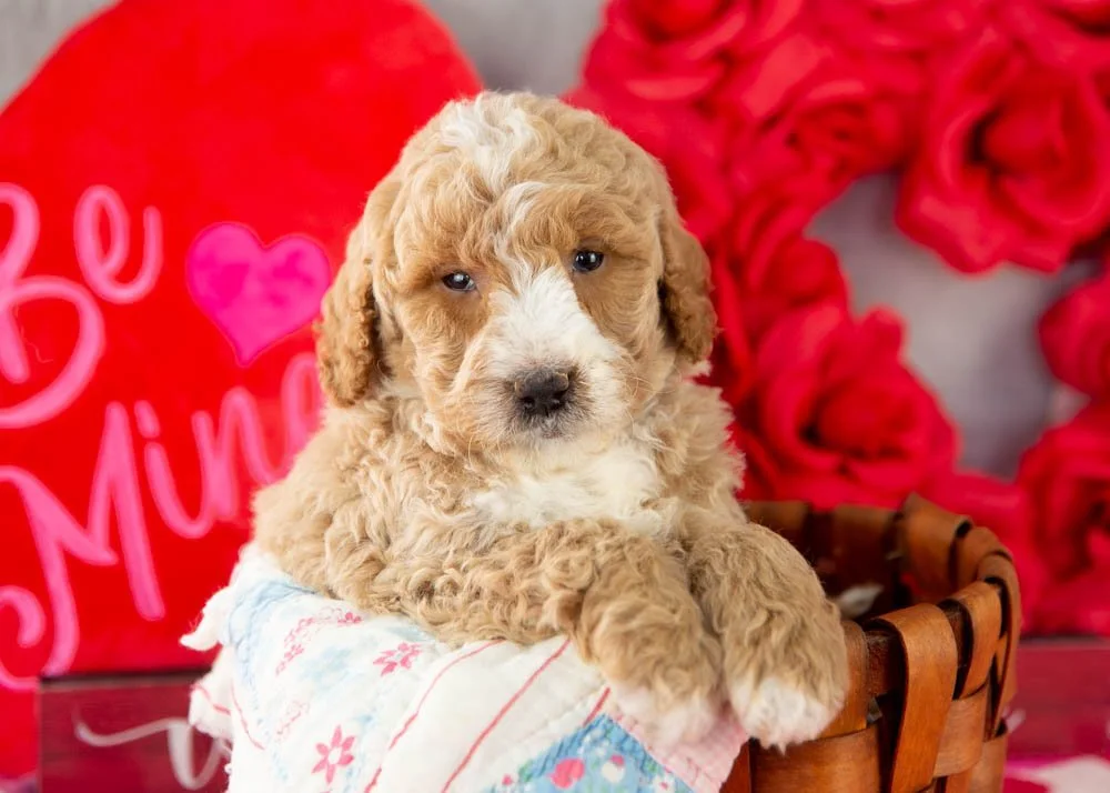 Lionel goldendoodle for sale(3).jpg