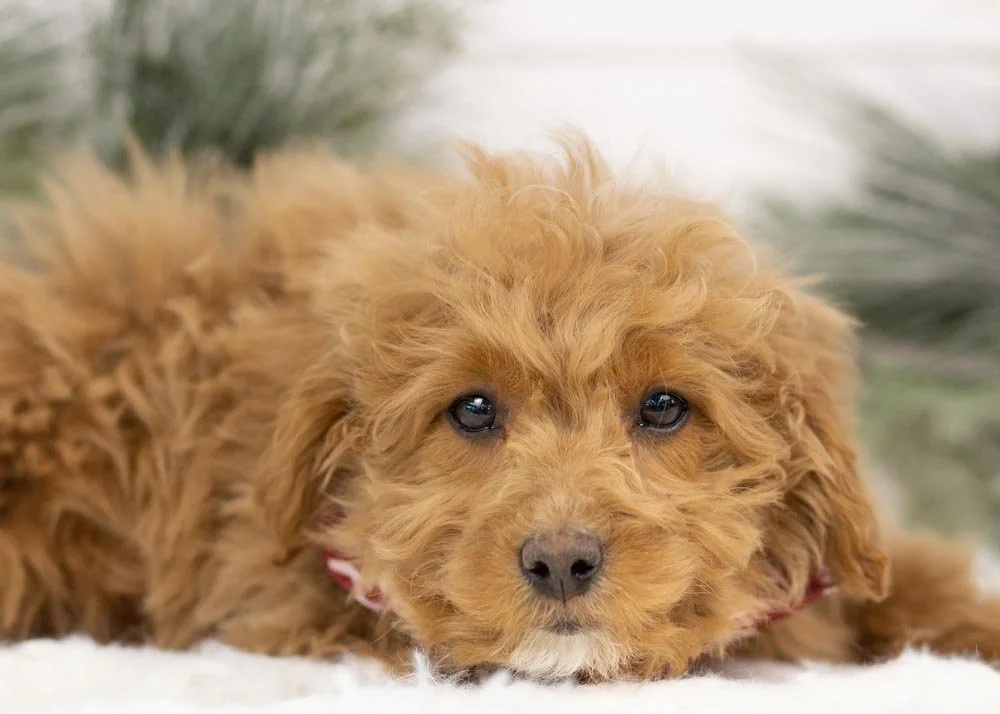 Jacob goldendoodle for sale(1).jpg
