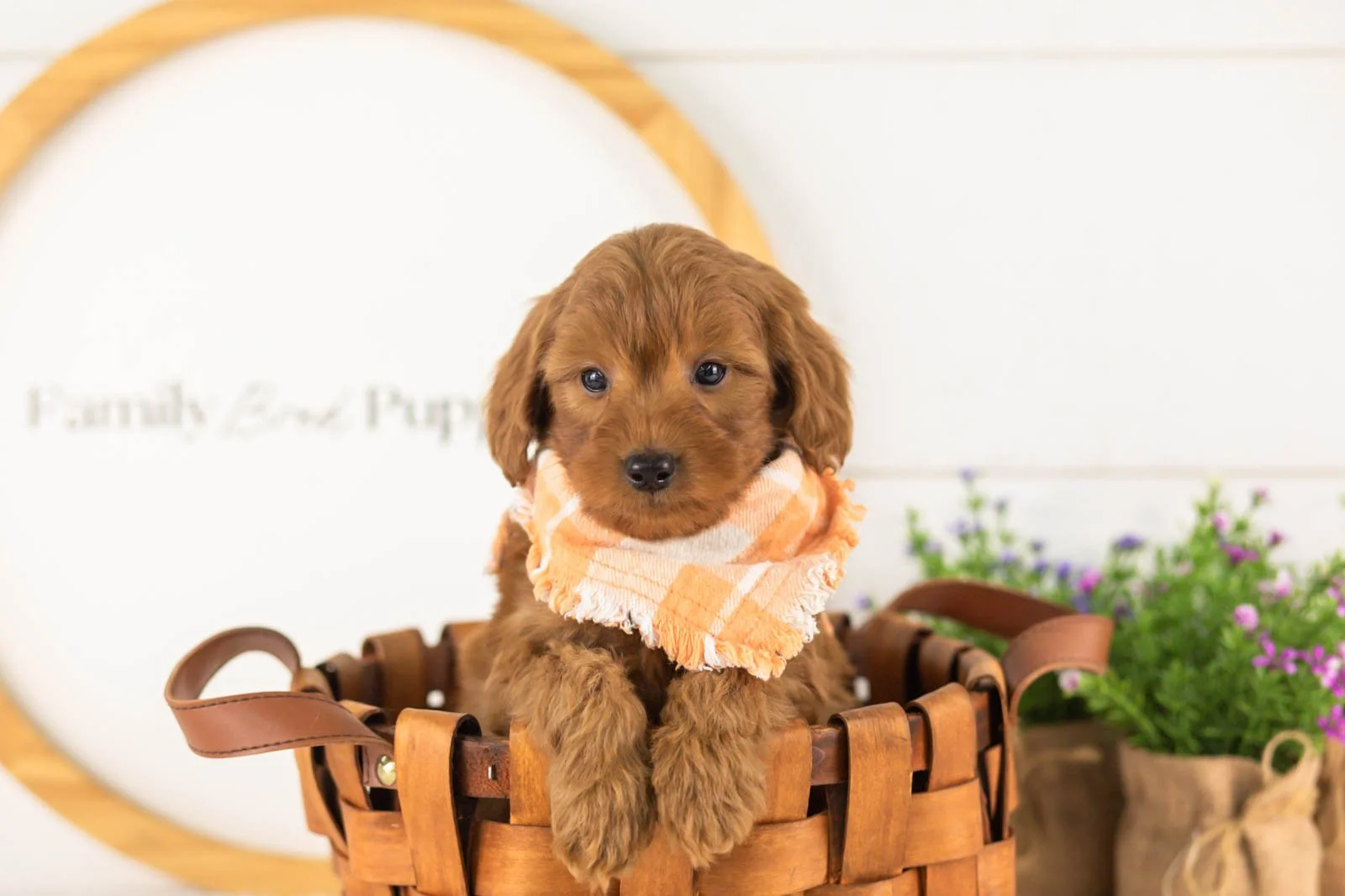 Lance goldendoodle for sale(3).jpg