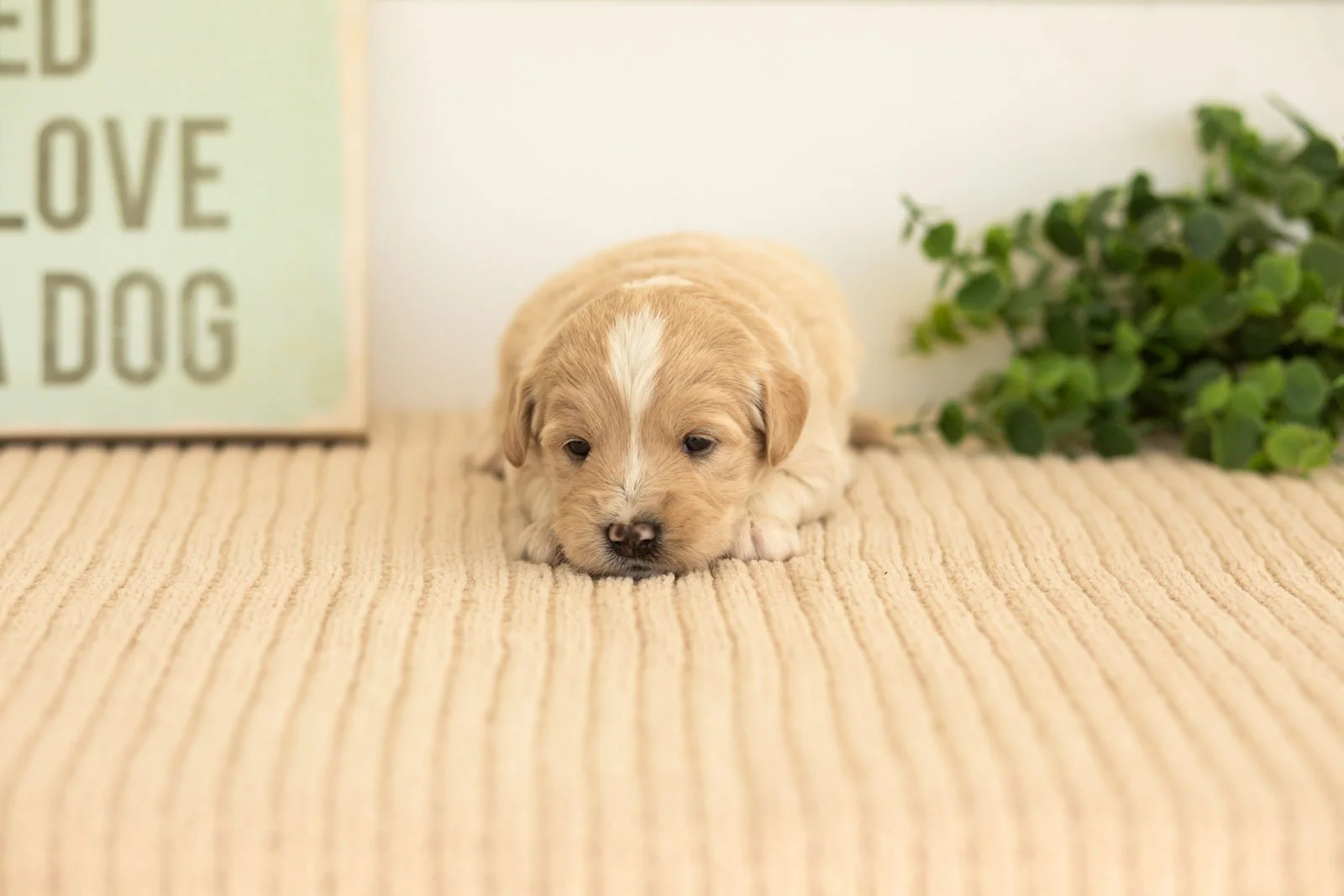 Maverick goldendoodle for sale.jpg