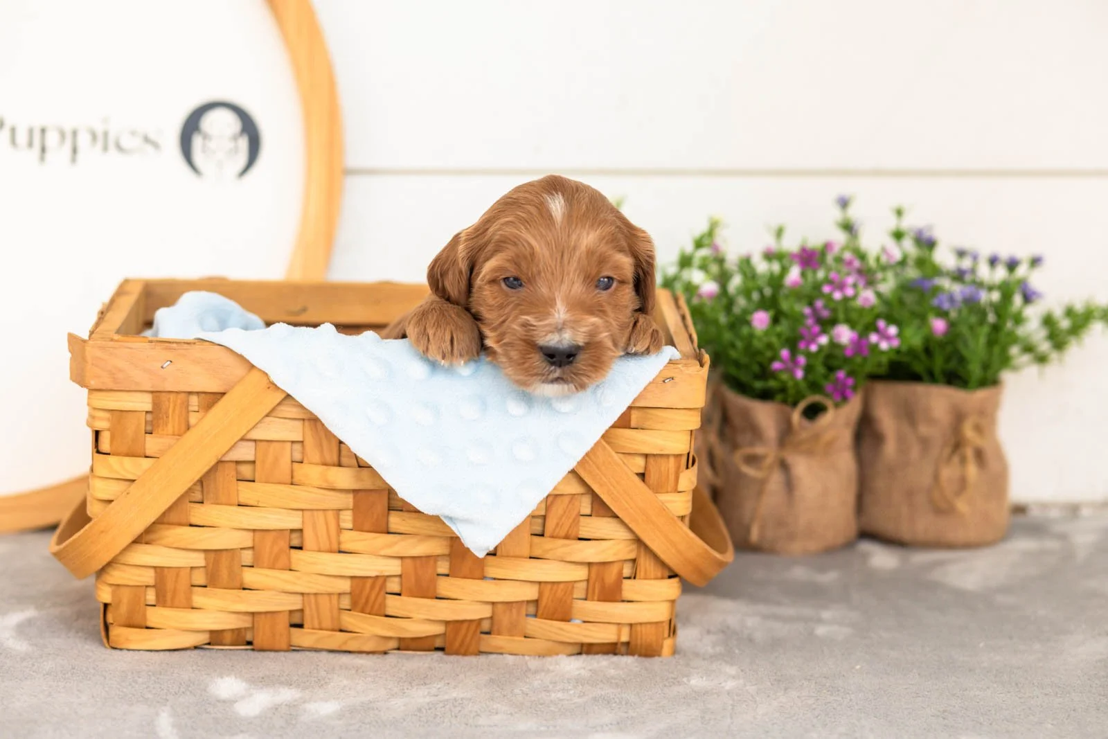Squirte goldendoodle for sale(4).jpg