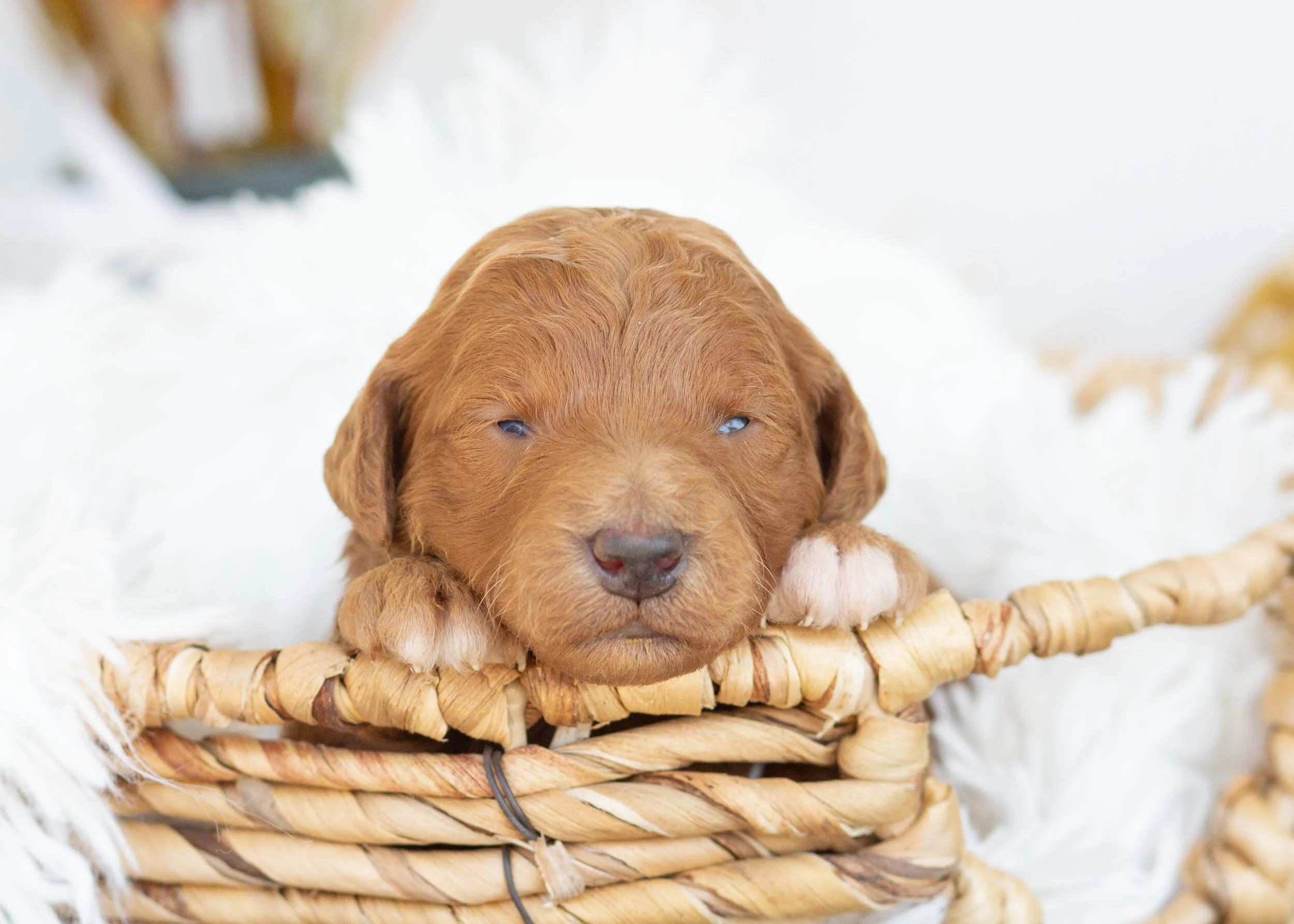 Lovey goldendoodle for sale(3).jpg